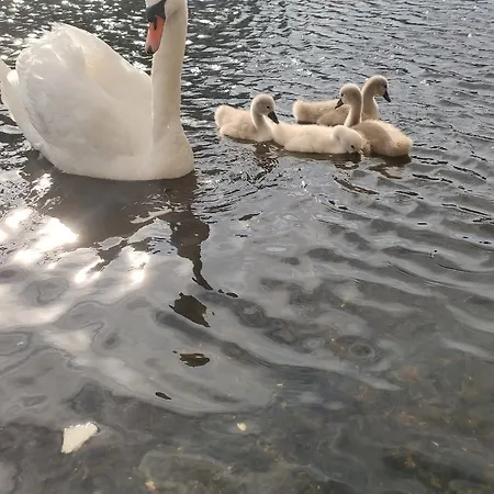 Elselina Bed & Breakfast Schiedam