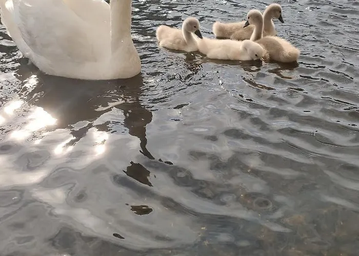 Elselina Frühstückspension Schiedam