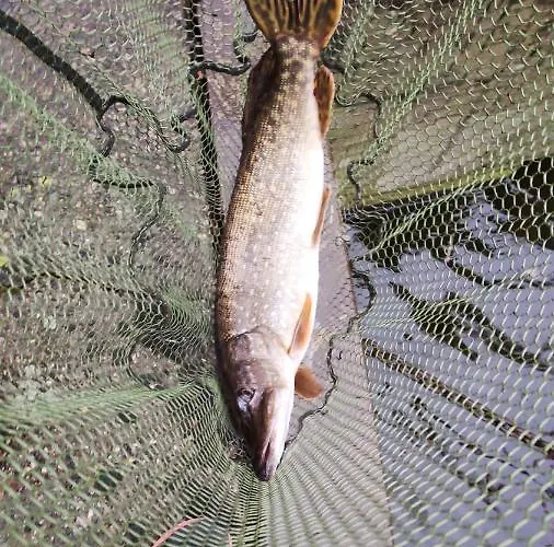 Elselina 4* Схидам