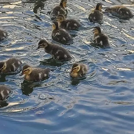 Bed and Breakfast Elselina